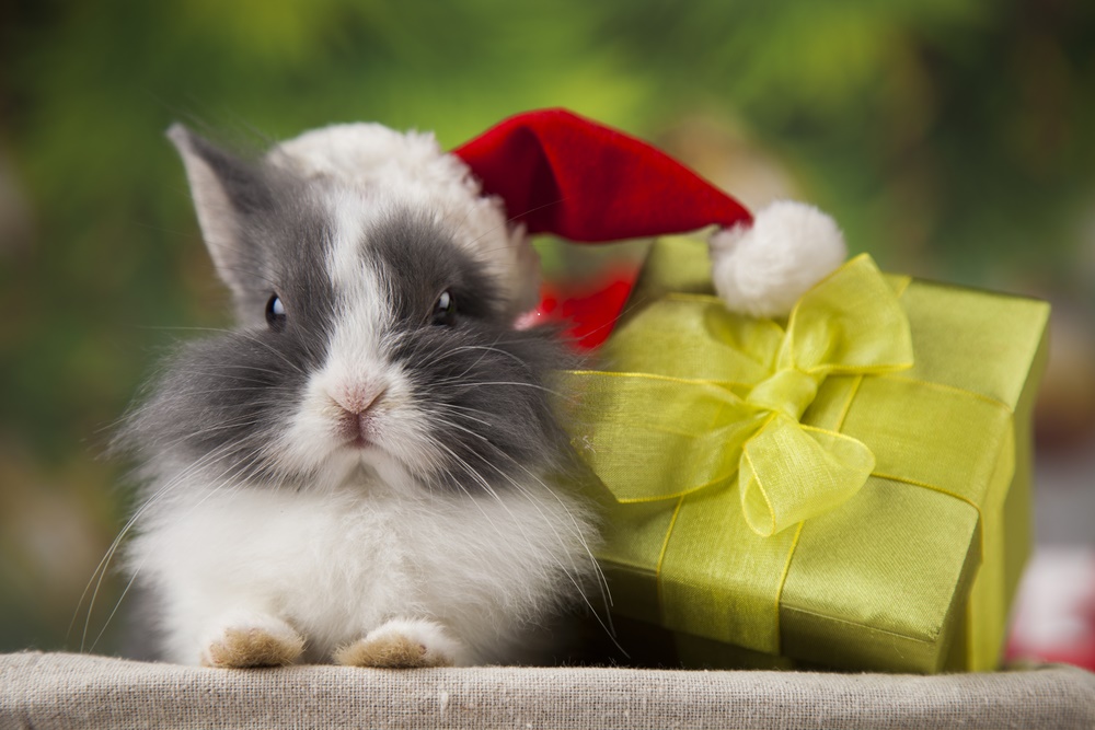 Christmas BUNNY.jpg